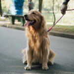 JOIAS PETMOM - Joias para quem ama animais
