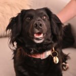 JOIAS PETMOM - Joias para quem ama animais
