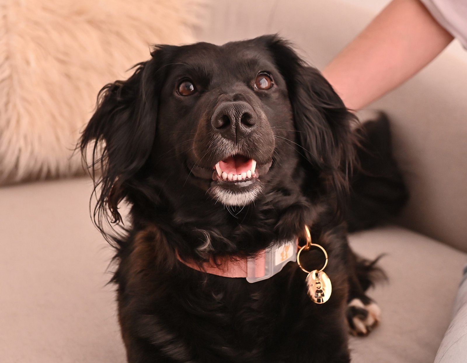 JOIAS PETMOM - Joias para quem ama animais